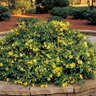 Gelsemium Sempervirens Carolina Yellow Jasmine