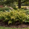 Dryopteris erythrosora Japanese Shield (Autumn) Fern