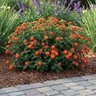 Lantana camara Proven Winners Lantana