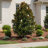 Magnolia grandiflora Little Gem Southern Magnolia