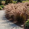Pennisetum Setaceum Rubrum Purple Fountain Grass
