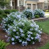 Plumbago Auriculata Cape Leadwort