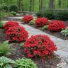 Rhododendron X Hino Crimson Azalea