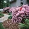 Rhododendron X George L. Taber Azalea