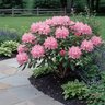 Rhododendron X English Roseum Rhododendron