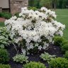 Rhododendron X Delaware Valley White Azalea