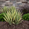 Yucca Filamentosa Color Guard Adams Needle