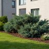 Juniperus Chinensis Hetzii Chinese Juniper 