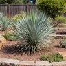 Yucca Rostrata Beaked Yucca