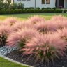 Muhlenbergia capillaris Pink Muhly Grass