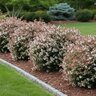 Abelia X Grandiflora Little Richard Glossy Abelia