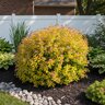 Spiraea X Bumalda Goldflame Spirea