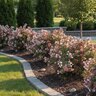 Abelia x grandiflora Rose Creek Glossy Abelia