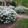 Rhododendron X Mrs G.G. Gerbing Azalea