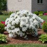 Rhododendron X Pleasant White Azalea