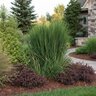 Panicum Virgatum Northwind Switch Grass