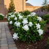 Gardenia Jasminoides August Beauty Cape Jasmine