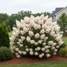 Hydrangea paniculata Color Choice Quick Fire Proven Winners Panicle Hydrangea