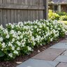 Begonia Semperflorens White Green Leaf Begonia