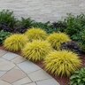 Hakonechloa macra All Gold Japanese Forest Grass