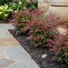 Nandina Domestica Flirt Heavenly Bamboo