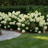 Hydrangea Paniculata Color Choice Little Lime Panicle Hydrangea