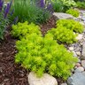 Sedum Rupestre Lemon Ball Stonecrop