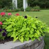 Ipomoea Batatas FloraMia Limon Wedge Sweet Potato Vine