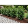 Prunus Laurocerasus Greenfinity English Laurel