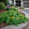 Lysimachia Nummularia Creeping Jenny