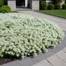 Lobularia Maritima Clear Crystal White Alyssum