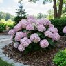 Hydrangea macrophylla Wee Bit Innocent Proven Winners Big Leaf Hydrangea