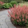 Agastache X Kudos Coral Hyssop