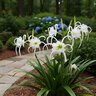 Hymenocallis Hybrid Spider Lily