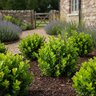 Buxus microphylla Winterstar Southern Living Littleleaf Boxwood