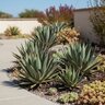 Agave X Blue Glow Agave