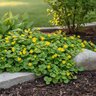 Lysimachia Nummularia Aurea Creeping Jenny