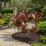 Cordyline Fruticosa Florida Red Ti Plant
