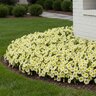 Petunia X Hybrida Wave Yellow Spreading Petunia