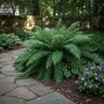 Nephrolepis Biserrata Macho Giant Sword Fern