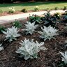 Senecio cineraria Silverdust Dusty Miller