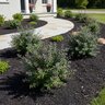 Vaccinium Darrowii Camp cv. Rosas Blush Evergreen Blueberry