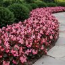 Begonia Semperflorens Pink Bronze Leaf Wax Begonia