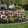 Viola x wittrockiana Blotch Mixture Pansy