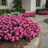 Catharanthus Roseus Pink Vinca