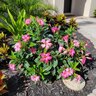 Mandevilla X Madinia Pink Dipladenia