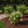 Cornus stolonifera Arctic Fire Yellow Proven Winners Red-Twig Dogwood