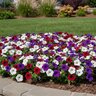 Petunia X Hybrida Wave Mixture Spreading Petunia
