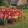 Antirrhinum Majus Sonnet Mixture Snapdragon
