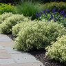 Alternanthera Ficoidea Josephs Coat